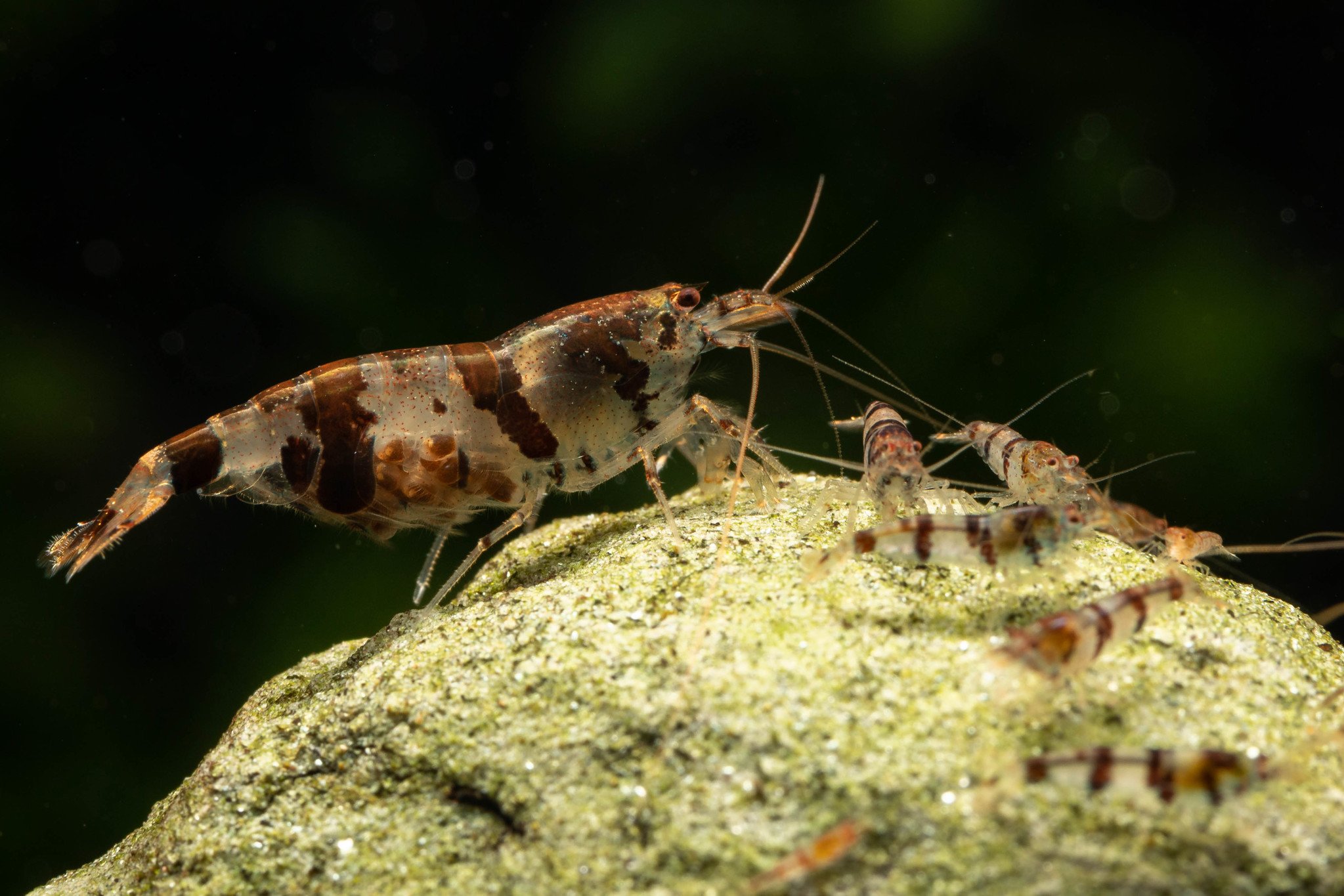 Racoon Tiger Shrimp