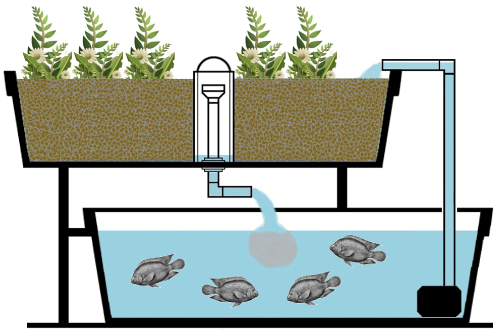 Diagram of a gravel bed above a fish tank